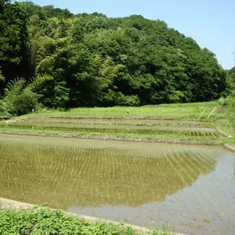 棚田